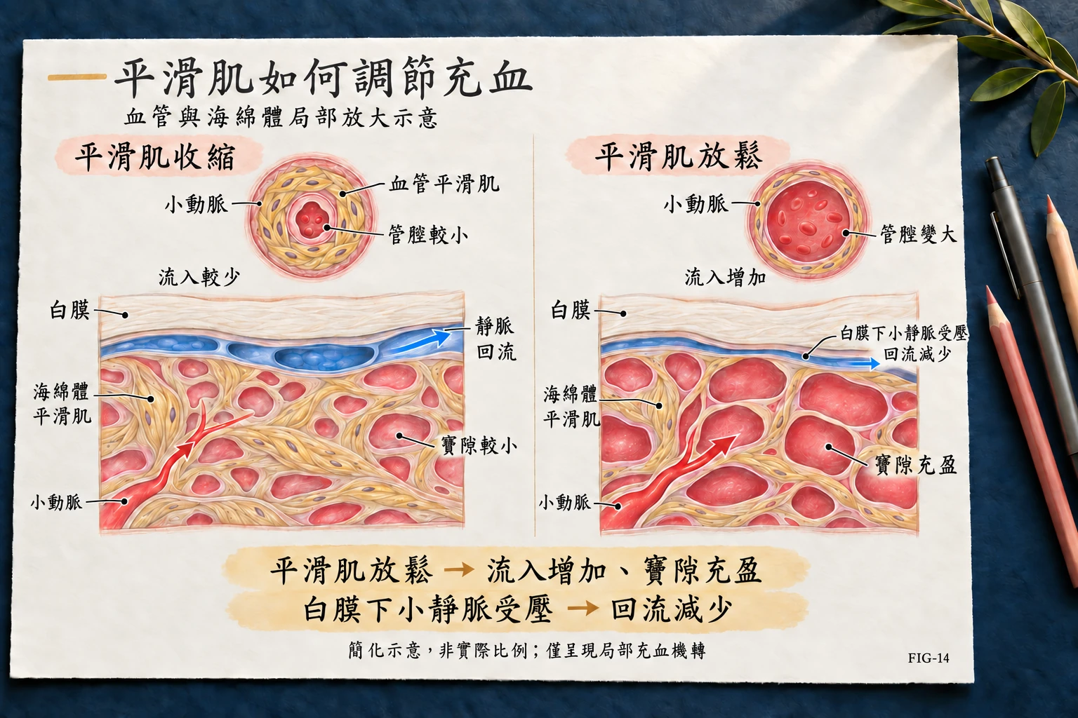 平滑肌收縮與放鬆時的小動脈、海綿體竇隙及白膜下小靜脈局部充血機轉示意